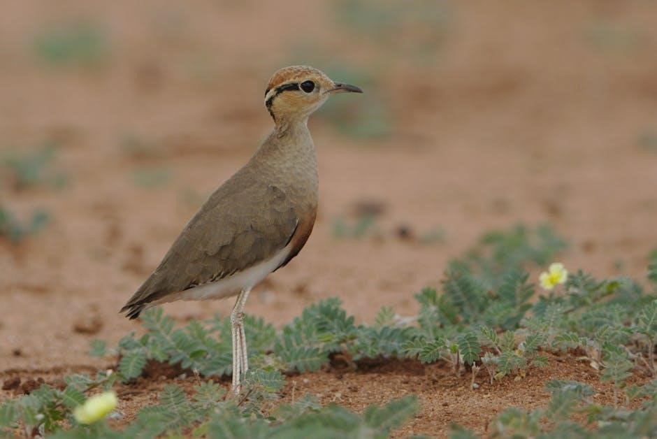 birds of pennsylvania field guide